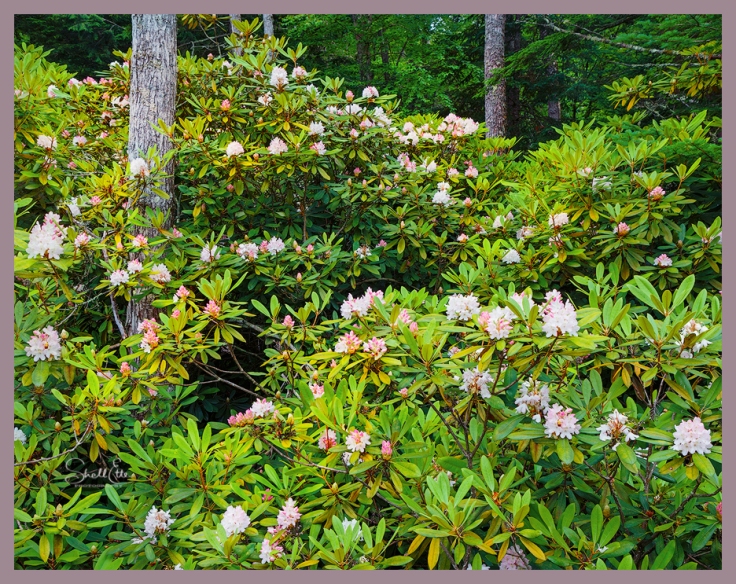 Rhododendron Bushes web fr a